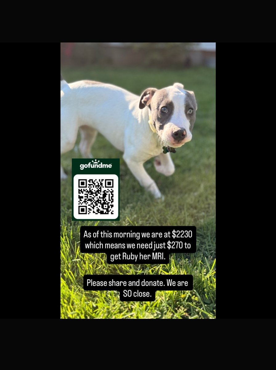PAWSPendletonOR's tweet image. As of this morning, we are at $2,230 across all fundraising platforms. This means we just need $270 to get Ruby her MRI. Please share and donate. We are SO CLOSE! #dogs #TeamRuby