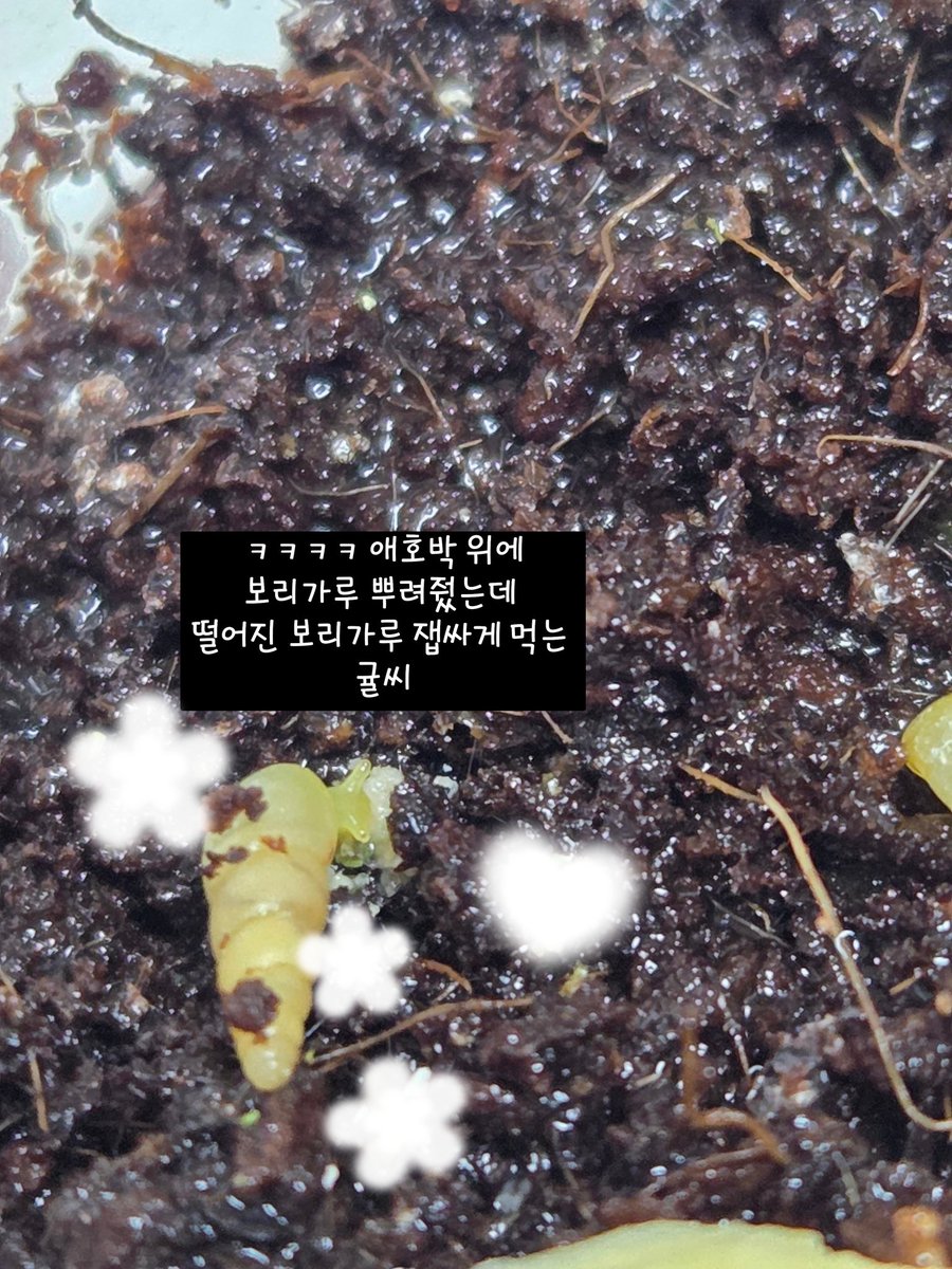 테풀잎 tweet media