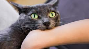 The Gormogons tweet media