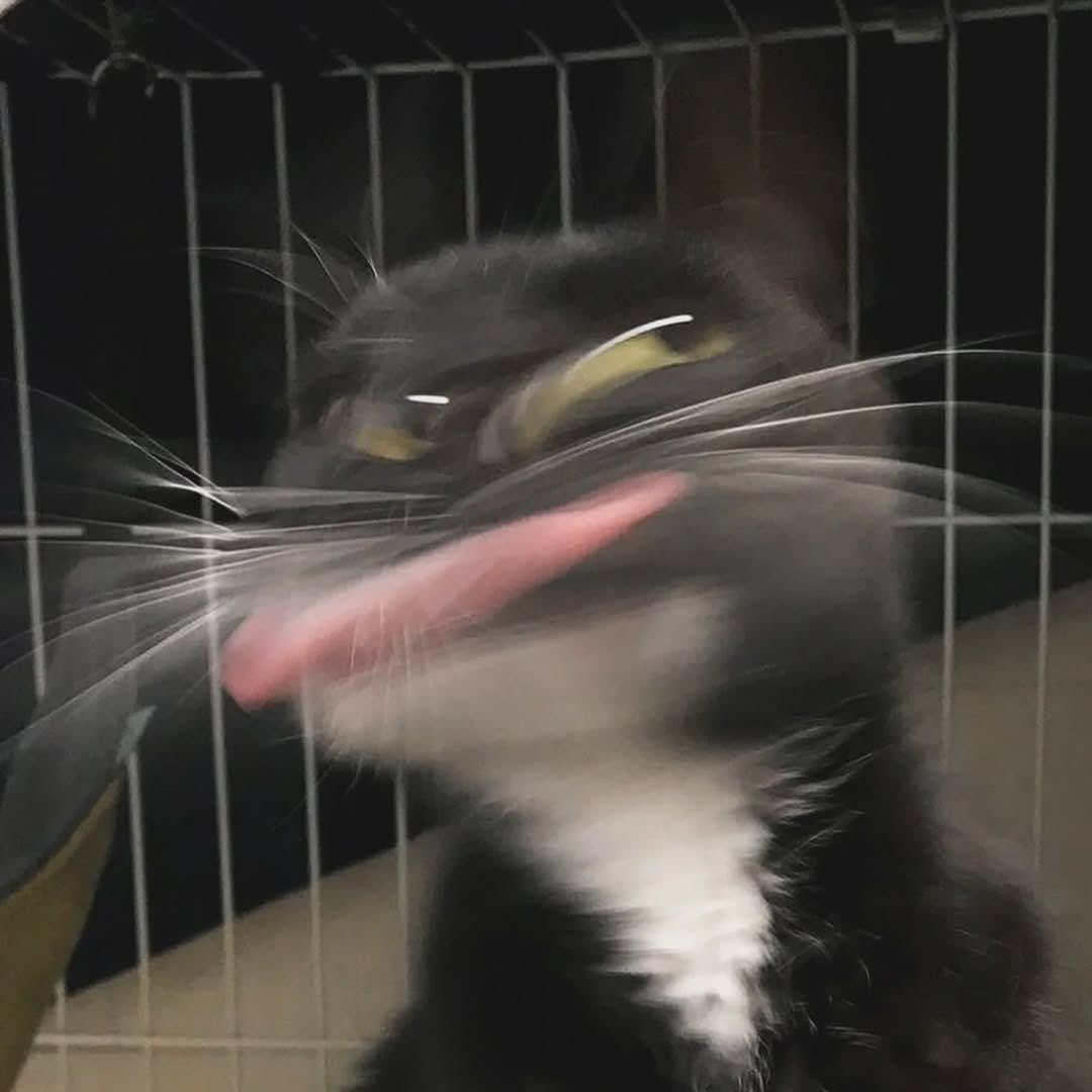 cats with powerful aura tweet media