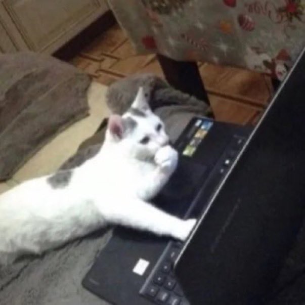 LORDE 📺🗣 tweet media