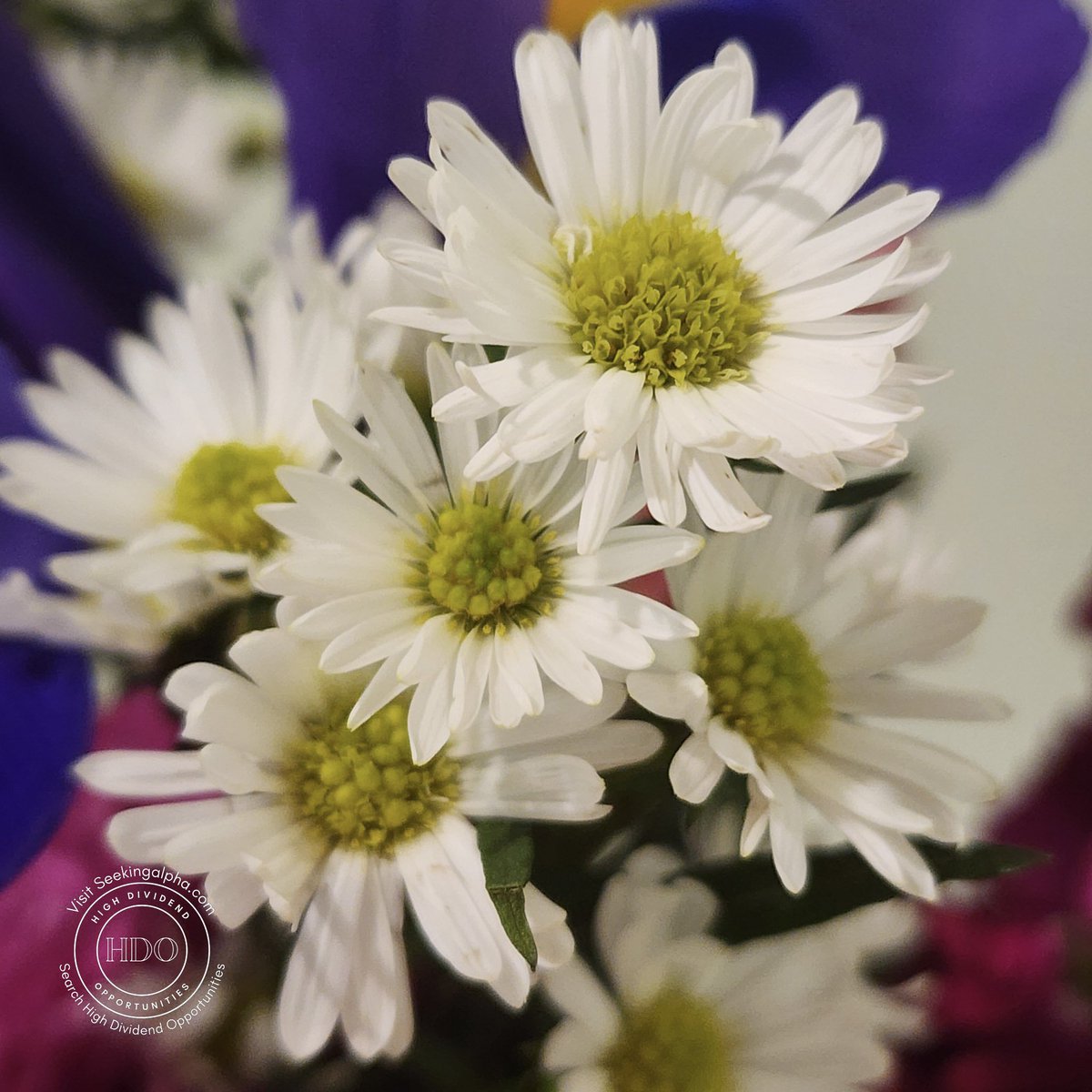 High Dividend Opportunities tweet media