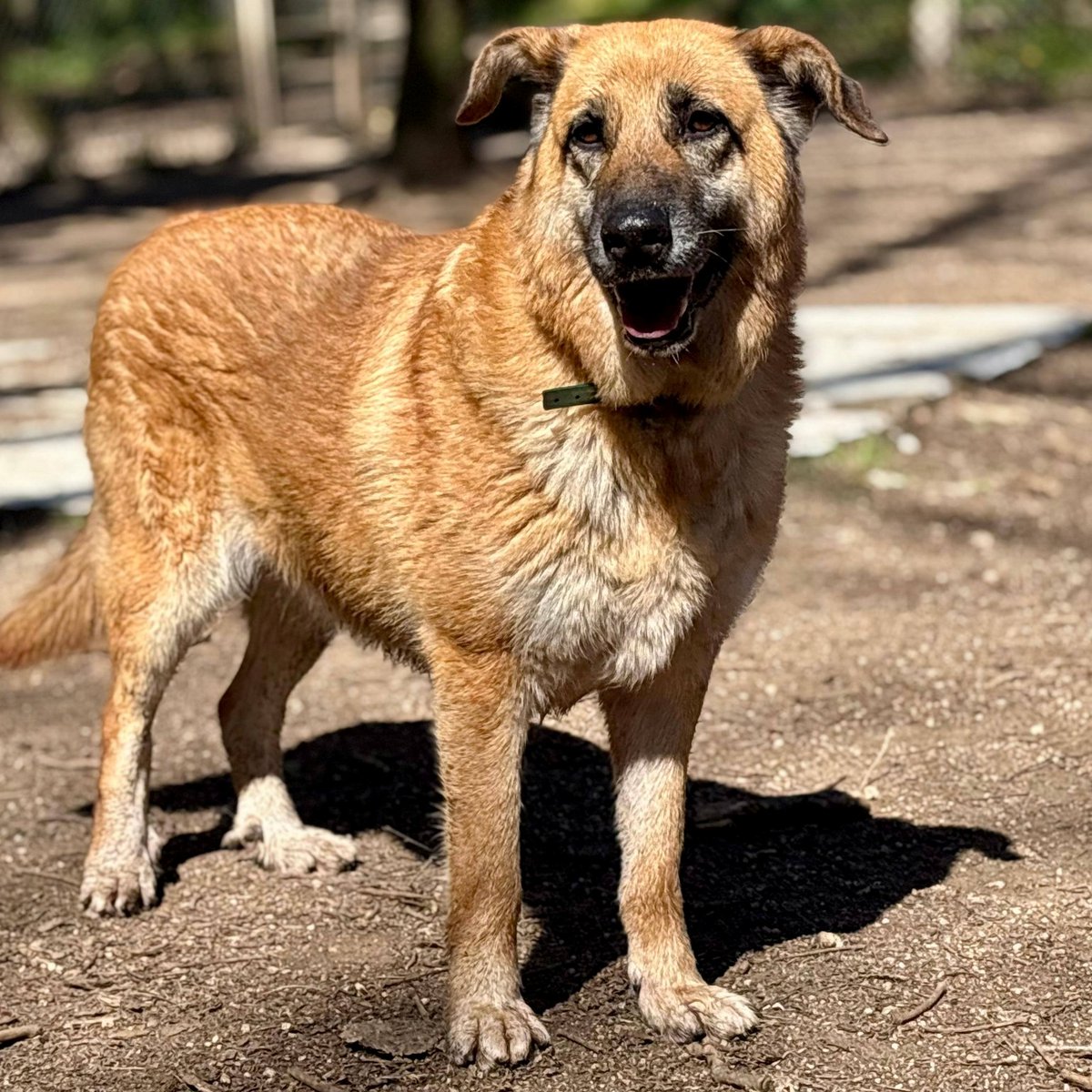 SOS Abuelos tweet media