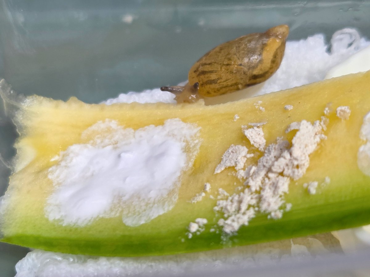 테풀잎 tweet media