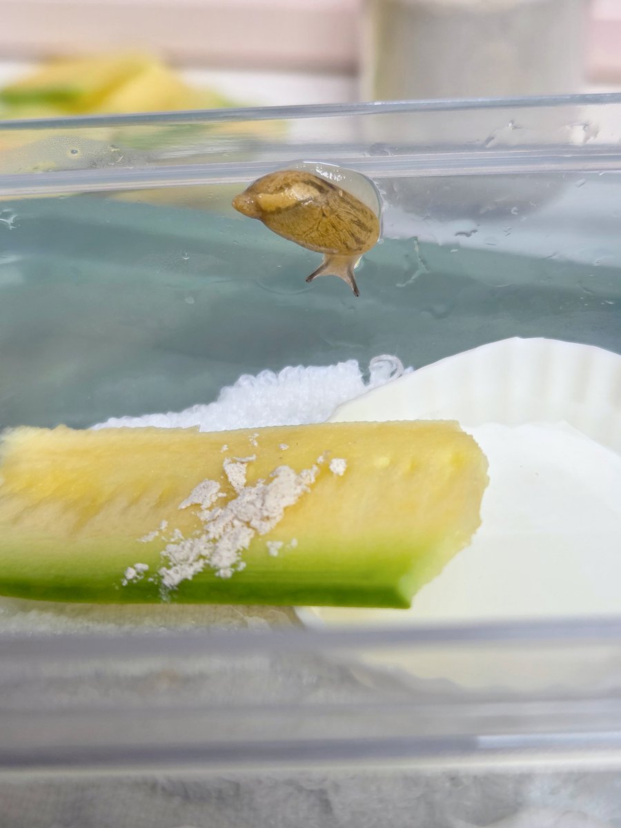 테풀잎 tweet media