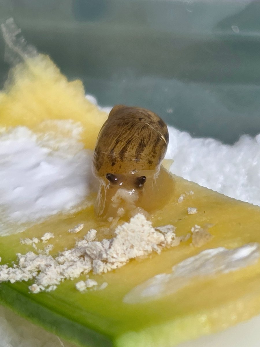 테풀잎 tweet media