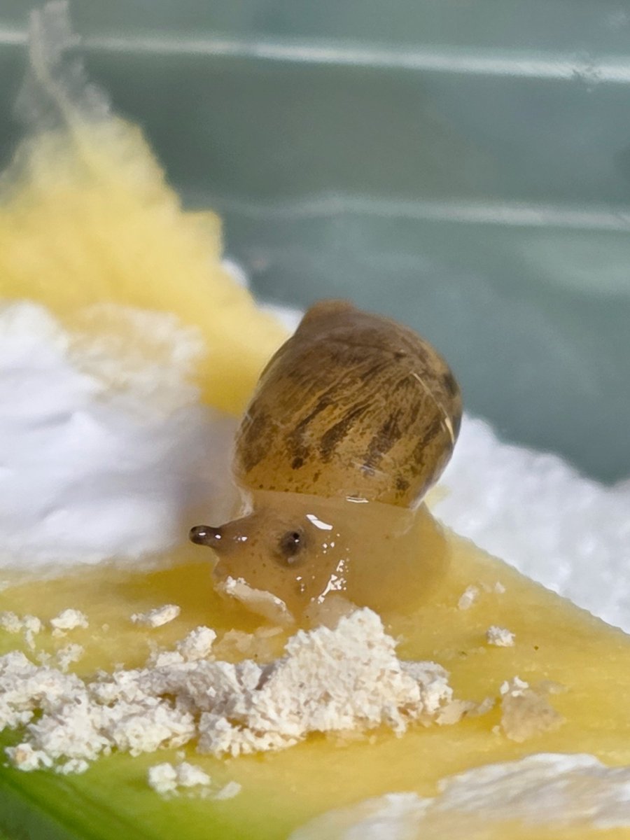 테풀잎 tweet media