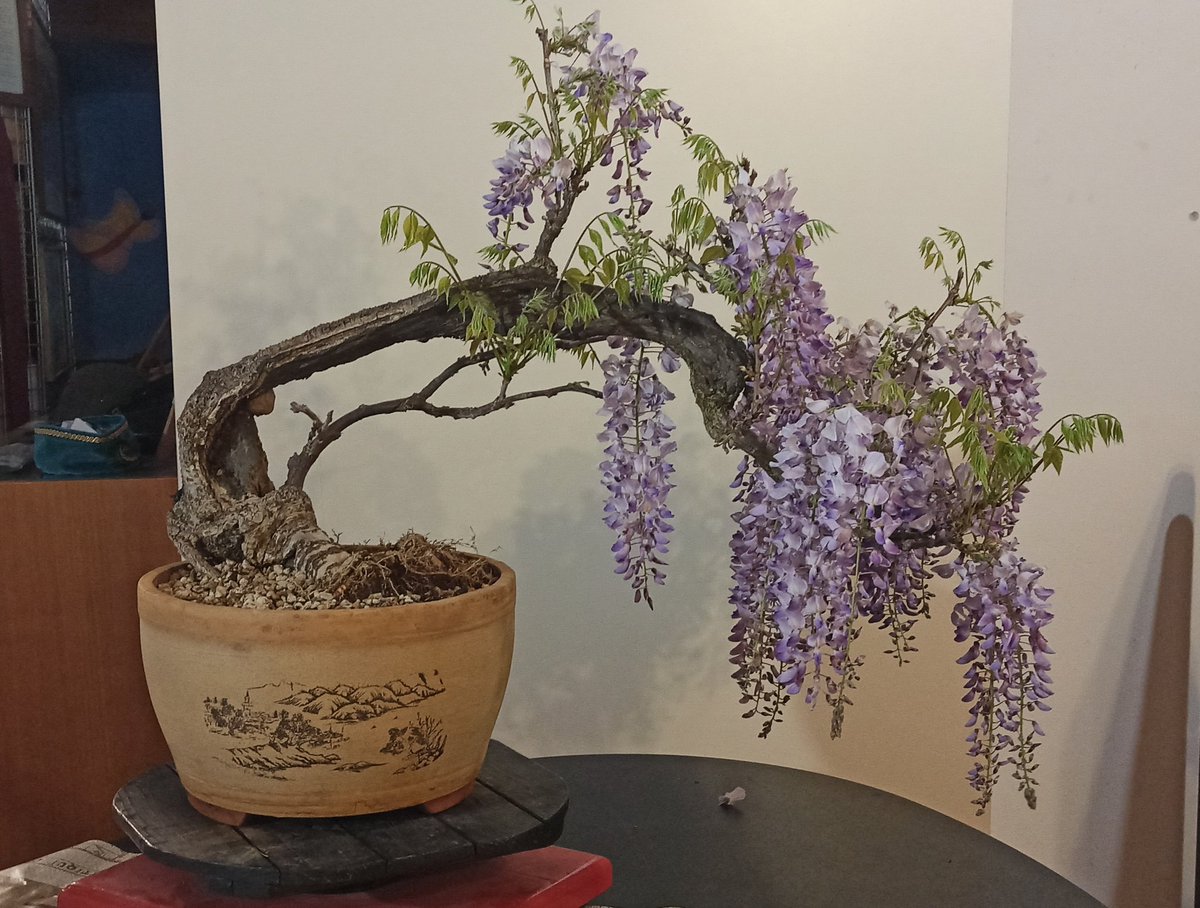 Tempore_imago's tweet photo. Wisteria sinensis https://t.co/0Z8ef1nNfR