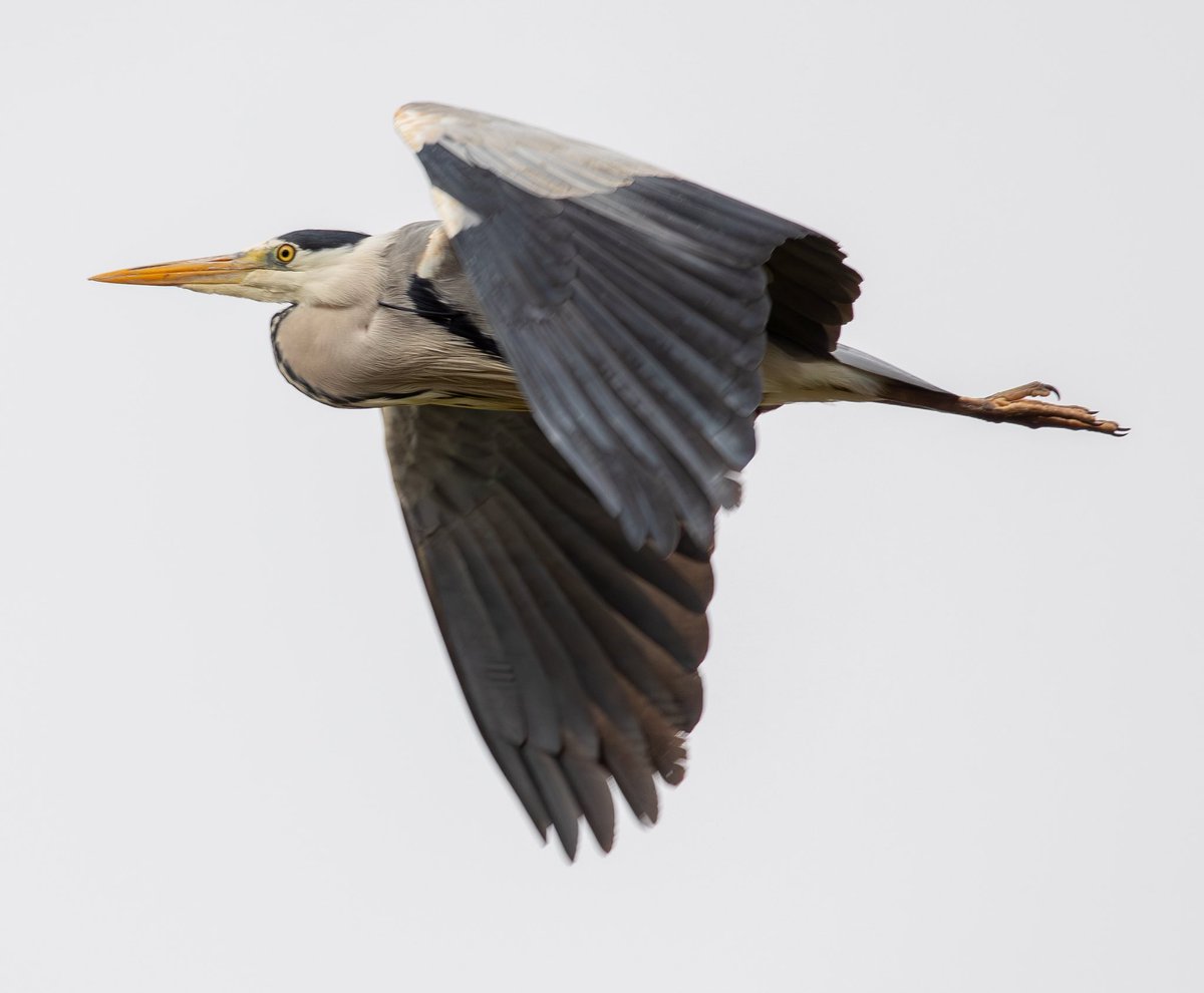 Rob Mould tweet media