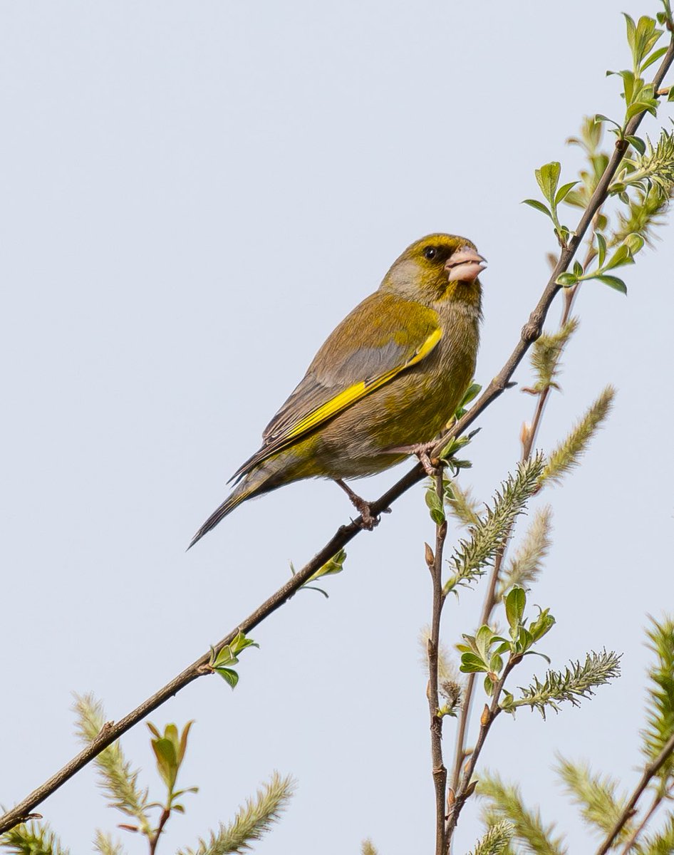 Rob Mould tweet media