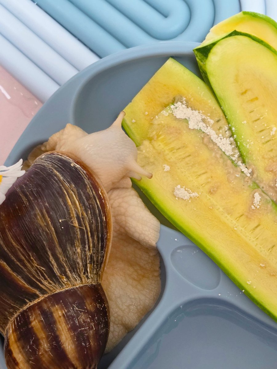 테풀잎 tweet media