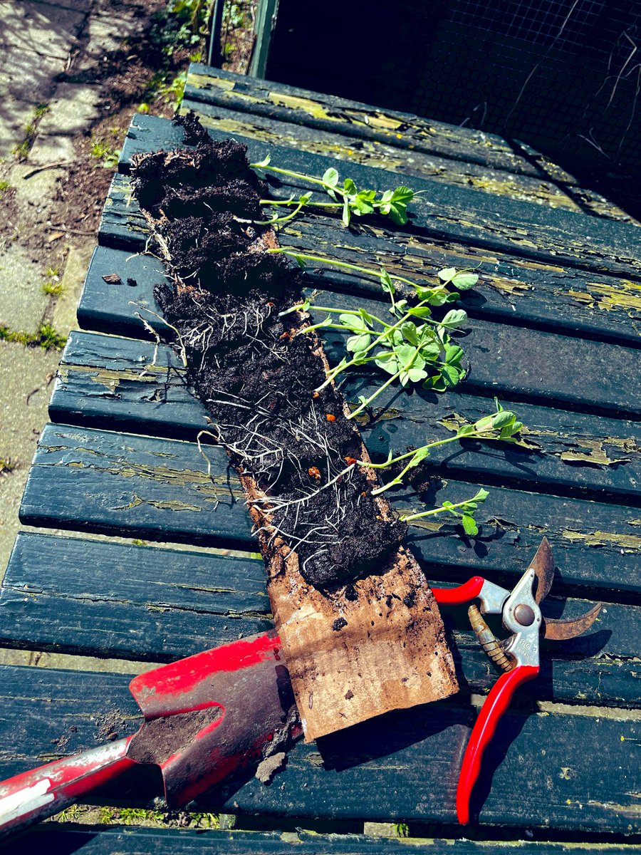 🌱 M 🐝 🌈 tweet media