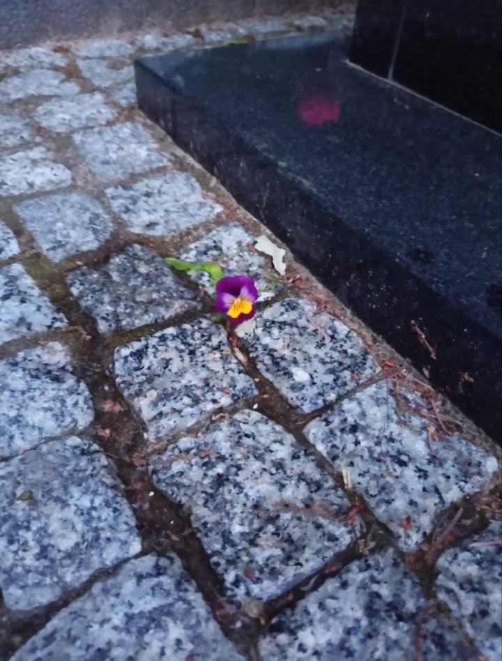 Fifarafa tweet media