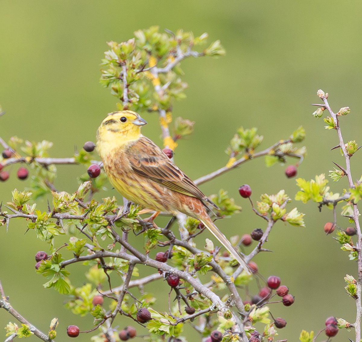 Rob Mould tweet media