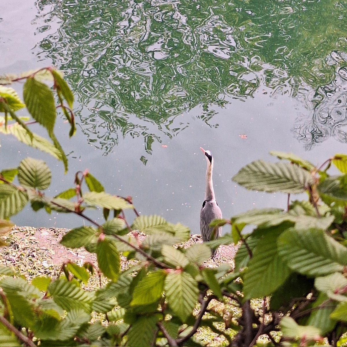 tash needs a holiday tweet media