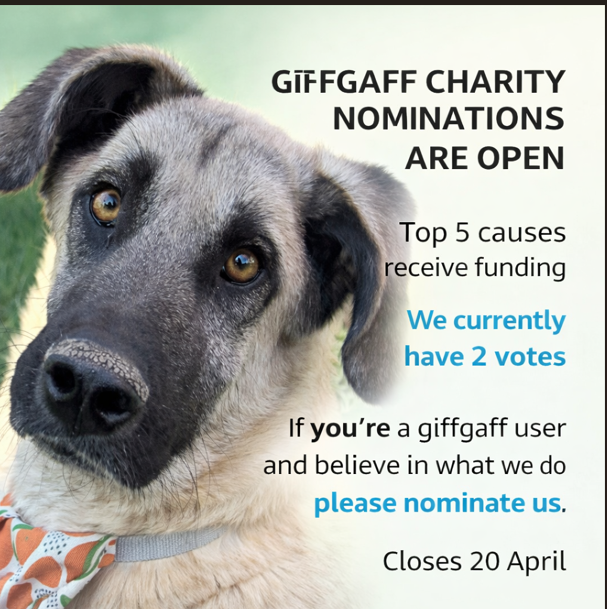 Dog Desk Animal Action tweet media