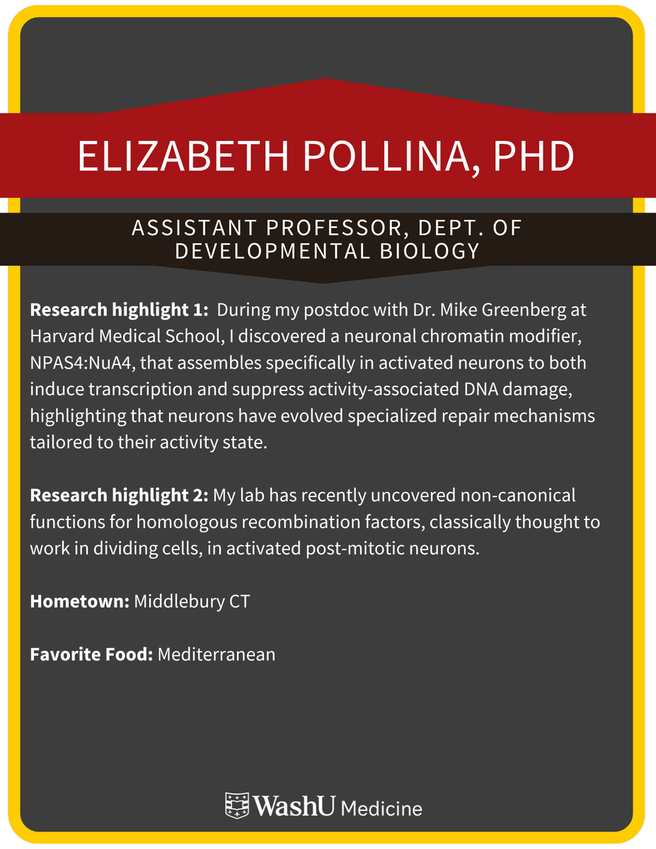 WashUGenetics's tweet photo. Join @WashUGenetics next Thursday April. 16 at Noon in Connor Auditorium when Elizabeth Pollina, PhD @pollinalab presents, “Dynamic Genome Control Mechanisms in Nervous System Longevity”, hosted by Drs. Lijuan Feng and @GaborEgervari https://t.co/9hI8OtXhCz
