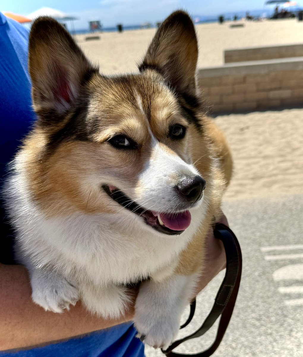 WinstonCorgiDog's tweet image. Happy Friday Corgi Dog Winston-Family!☀️🐶✌🏻 Hope You’re All Well and Having an Excellent End to the Week Furiends!💕 Peace and Blessings💌❤️ #happy #cute #photos #beach #corgi #friday #dog #family #corgicrew