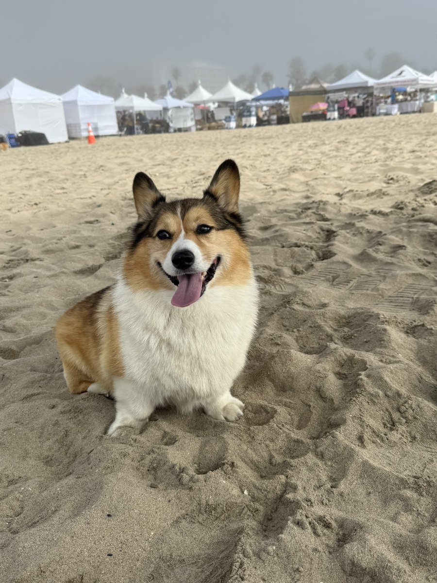 WinstonCorgiDog's tweet image. Happy Friday Corgi Dog Winston-Family!☀️🐶✌🏻 Hope You’re All Well and Having an Excellent End to the Week Furiends!💕 Peace and Blessings💌❤️ #happy #cute #photos #beach #corgi #friday #dog #family #corgicrew