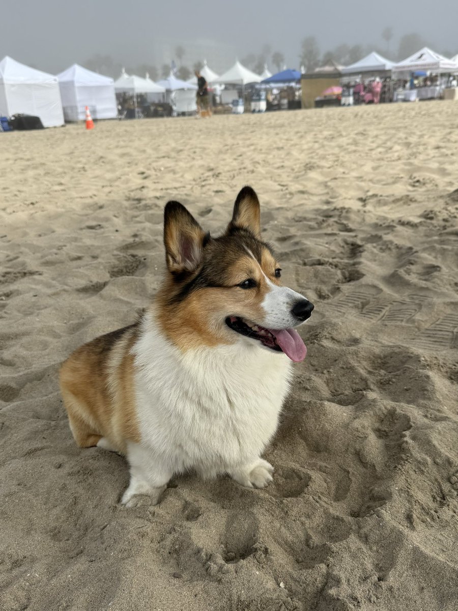 WinstonCorgiDog's tweet image. Happy Friday Corgi Dog Winston-Family!☀️🐶✌🏻 Hope You’re All Well and Having an Excellent End to the Week Furiends!💕 Peace and Blessings💌❤️ #happy #cute #photos #beach #corgi #friday #dog #family #corgicrew