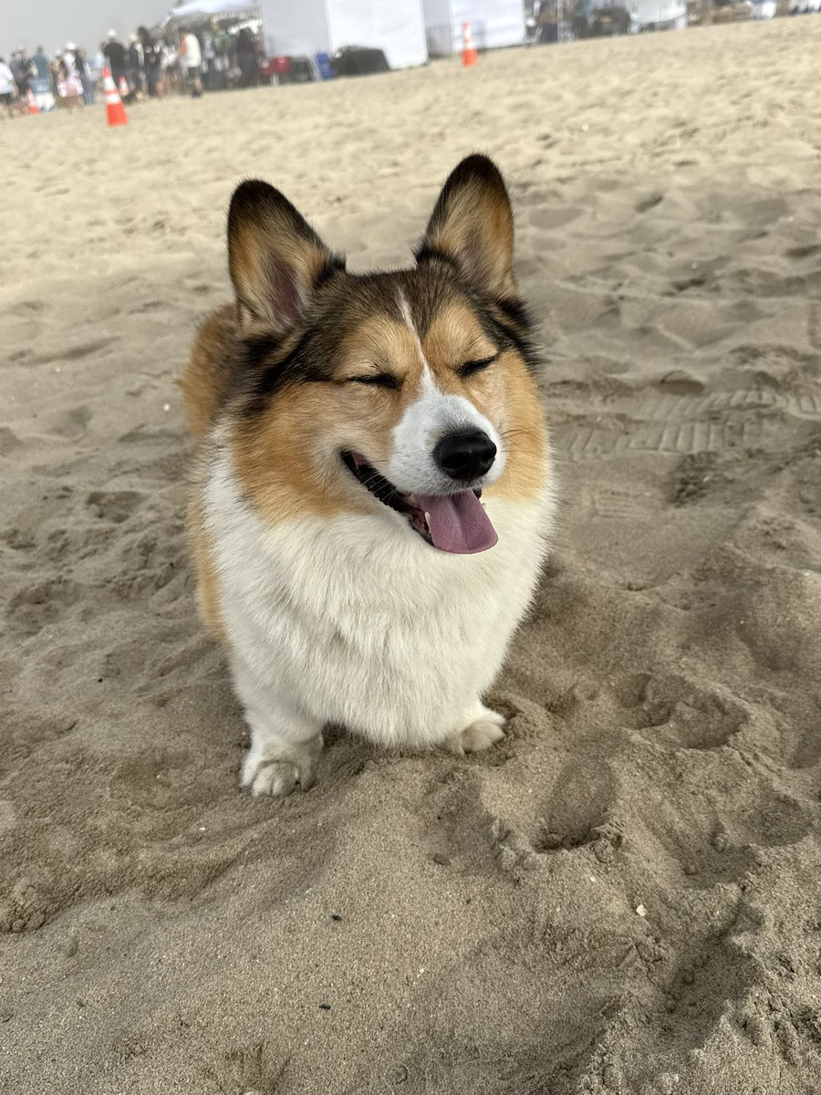 WinstonCorgiDog's tweet image. Happy Friday Corgi Dog Winston-Family!☀️🐶✌🏻 Hope You’re All Well and Having an Excellent End to the Week Furiends!💕 Peace and Blessings💌❤️ #happy #cute #photos #beach #corgi #friday #dog #family #corgicrew