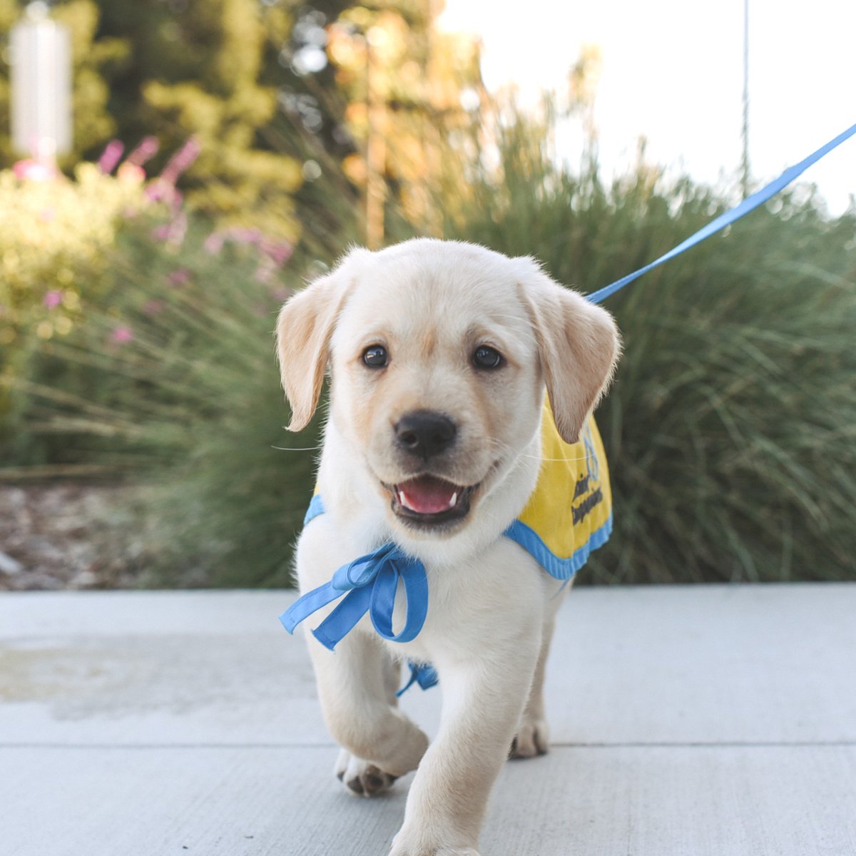 canineorg's tweet image. 📣 Berkley and Barley need your help! They're looking for love and support as they navigate their journey to become future #servicedogs.

💛 Learn more and sponsor: canine.org/sponsorapuppy 

#puppy #puppies #sponsorship #gifting