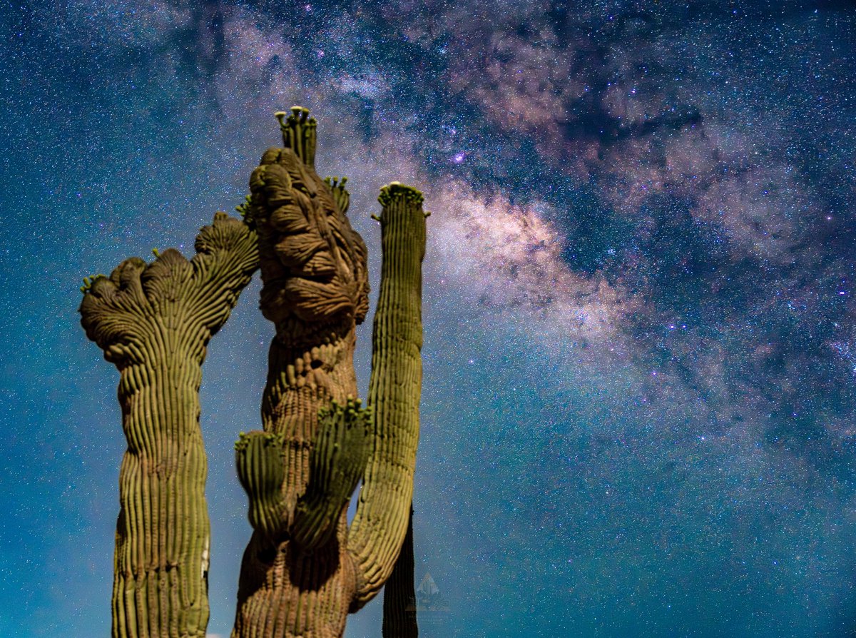 GGerardox2's tweet photo. Sahuaro doble crestado. 
Caprichos del hermoso Desierto de Sonora🌵❤️ https://t.co/KUEl3BMLAb