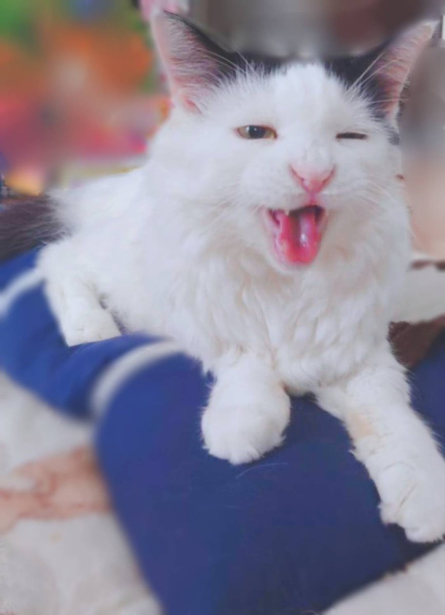 オリオン^ↀᴥↀ^ tweet media