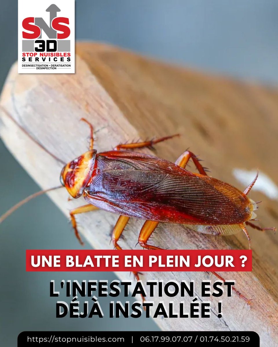 3dSns's tweet photo. Blatte en plein jour = infestation avancée.
Les blattes fuient la lumière : leur présence en journée indique une surpopulation.
Agir tôt, c’est agir efficacement. Contactez-nous 
🌐 https://t.co/kn25DasLft
📧 contact@stopnuisibles.com
📞 06 17 99 07 07 / 01 74 50 21 59 https://t.co/o9QjluY8bZ