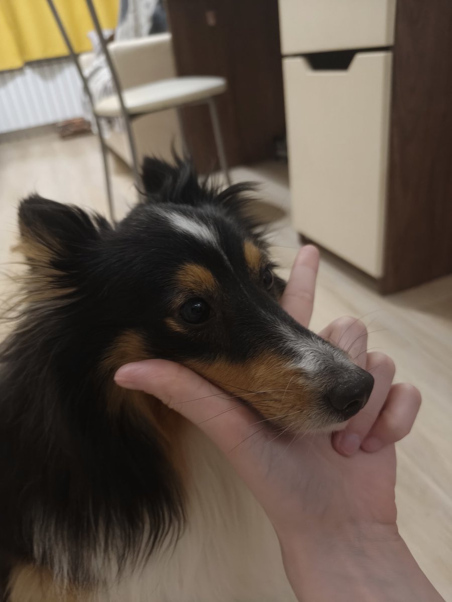 Шелтон весёлый дединсайд🏁 tweet media