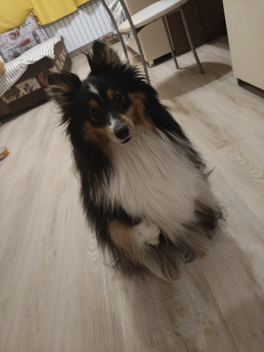 Шелтон весёлый дединсайд🏁 tweet media