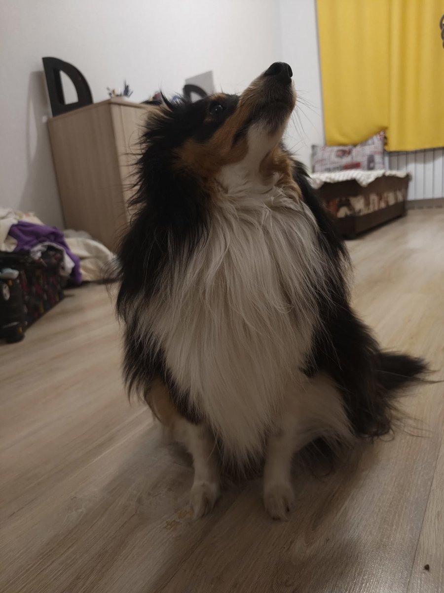 Шелтон весёлый дединсайд🏁 tweet media