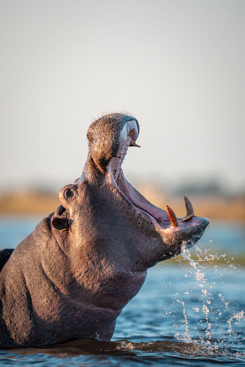 Nateinthewild | Nate Luebbe tweet media