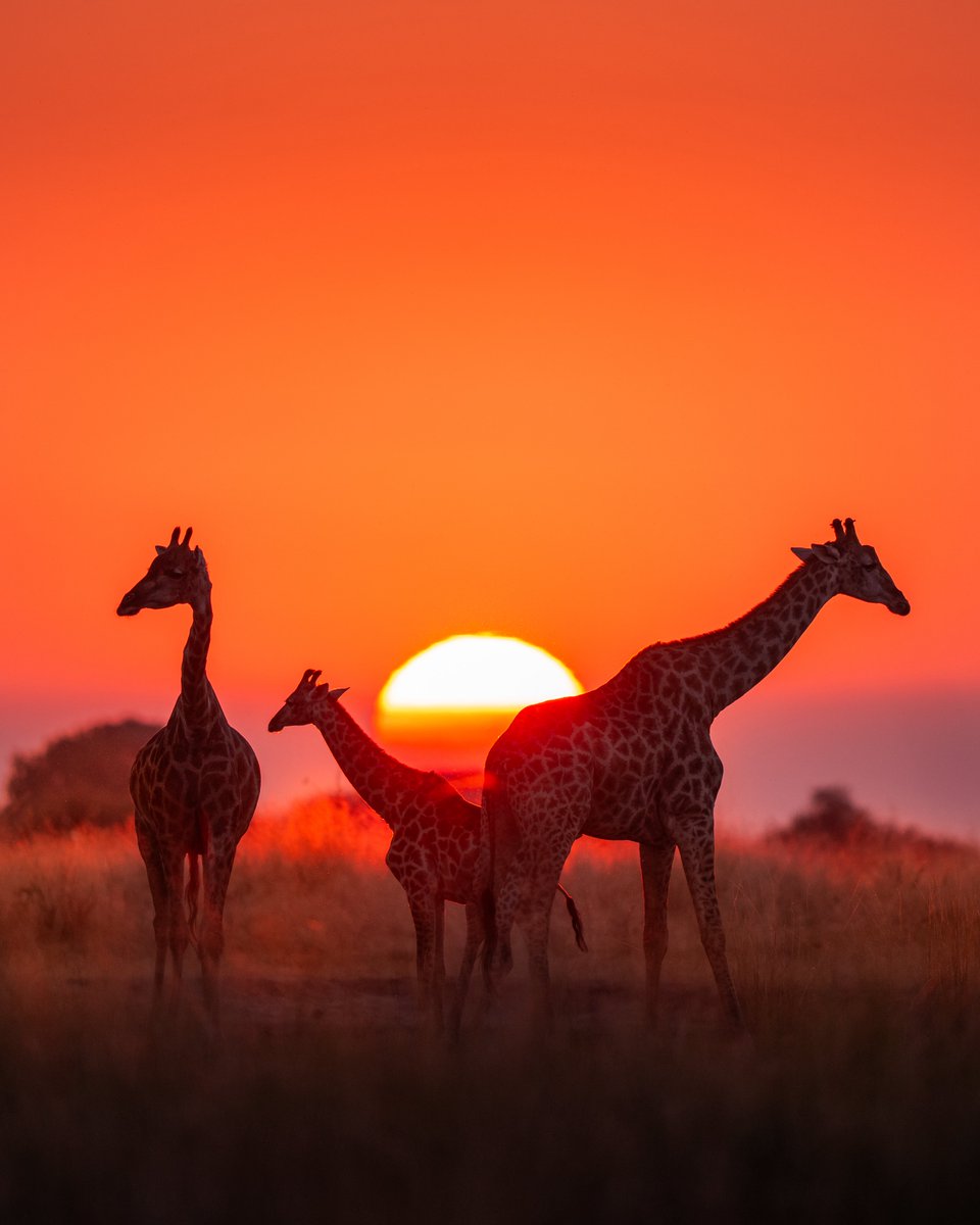 Nateinthewild | Nate Luebbe tweet media