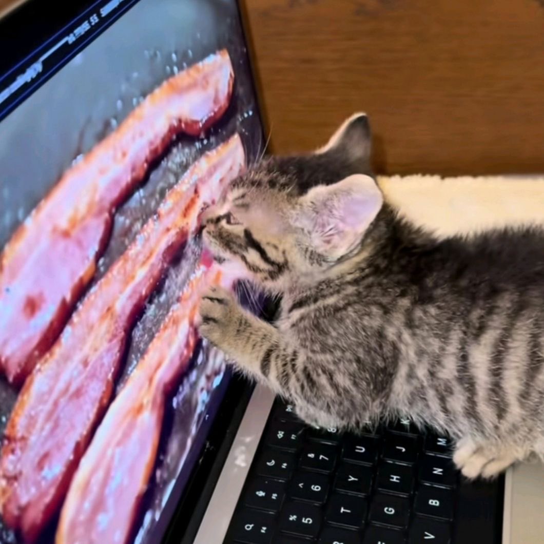 씨일버 tweet media