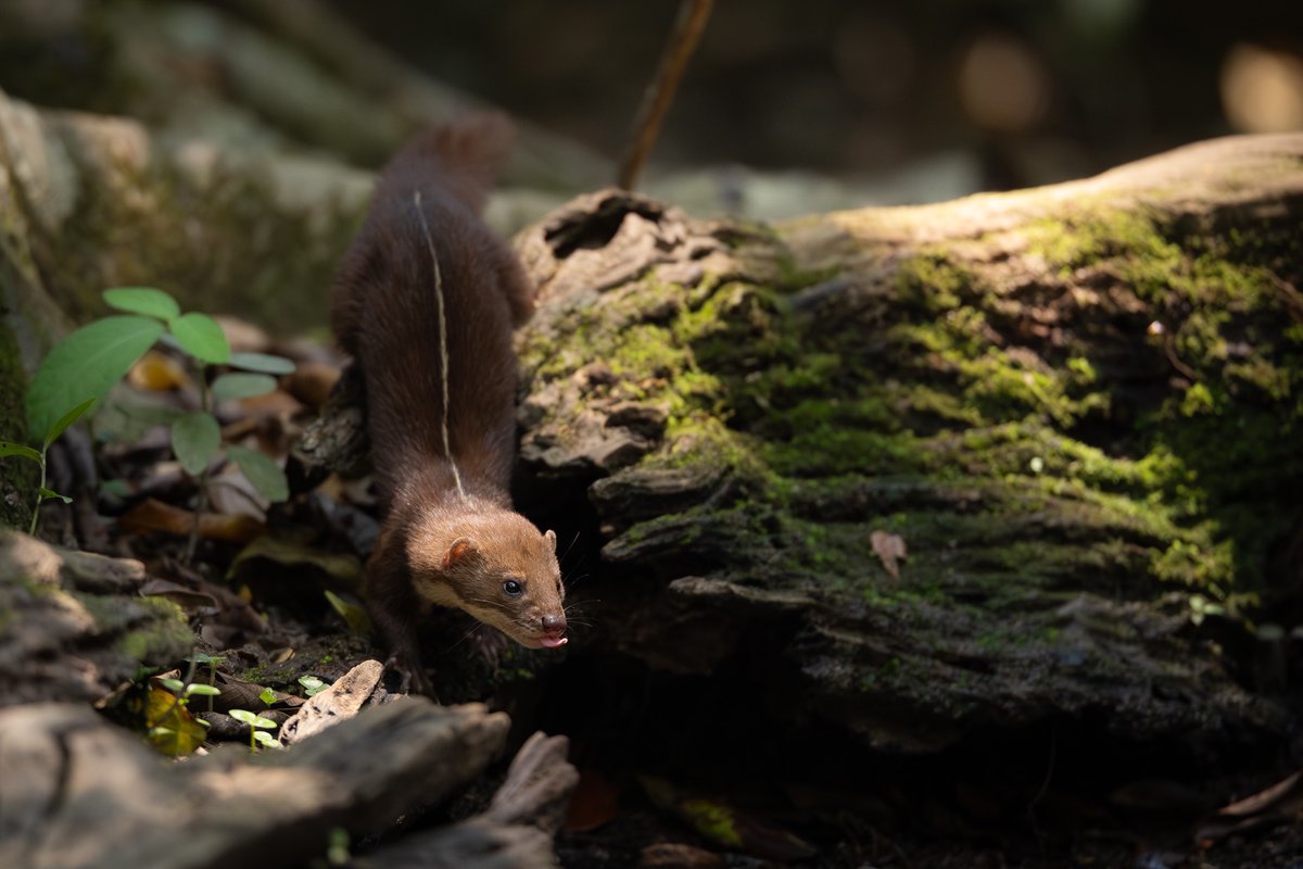 กรมอุทยานแห่งชาติ สัตว์ป่า และพันธุ์พืช tweet media