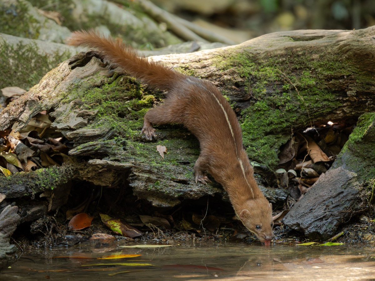 กรมอุทยานแห่งชาติ สัตว์ป่า และพันธุ์พืช tweet media