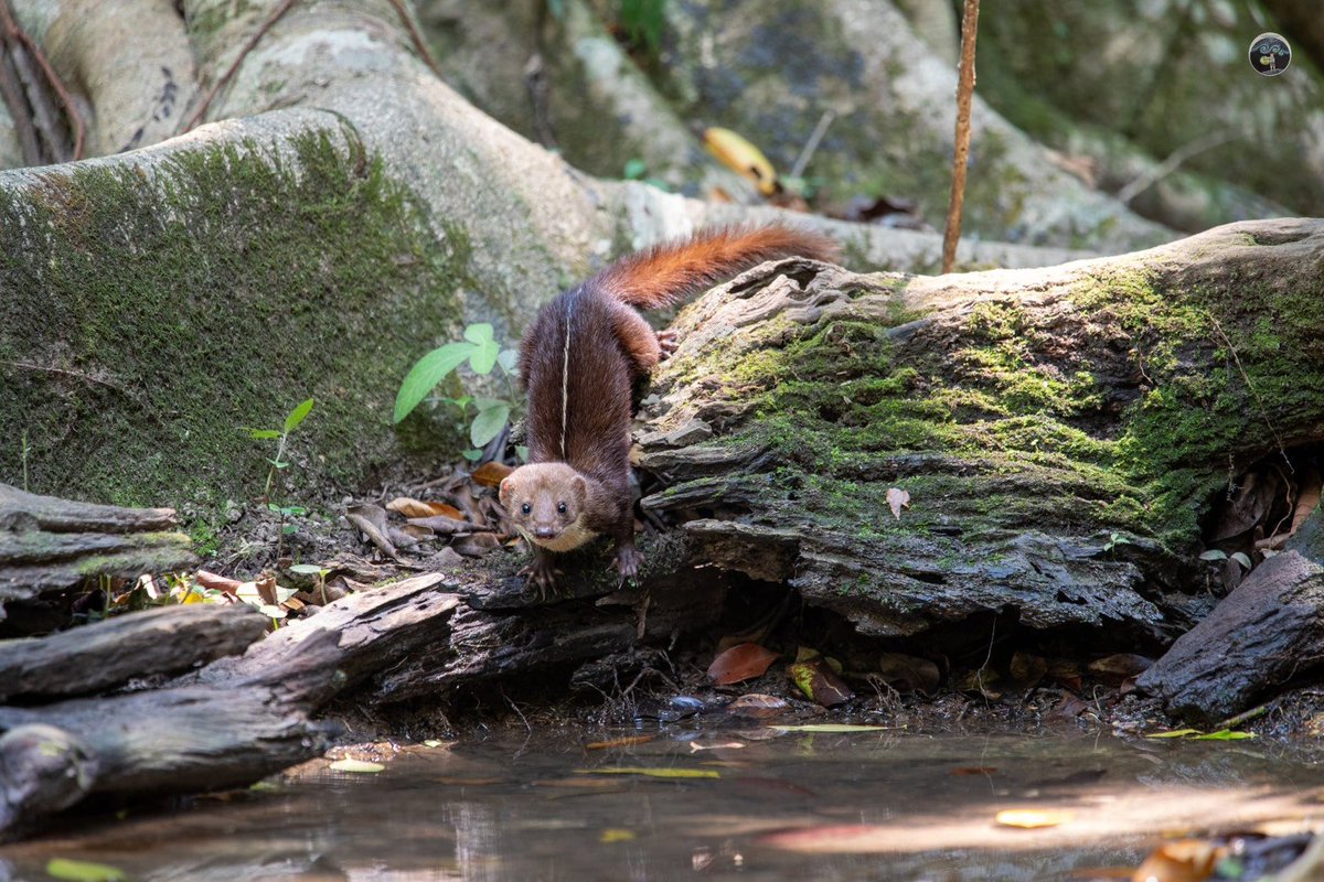 กรมอุทยานแห่งชาติ สัตว์ป่า และพันธุ์พืช tweet media