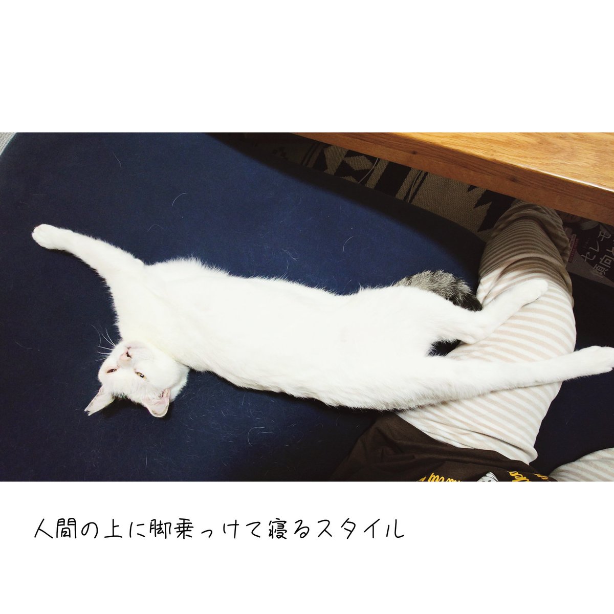 かおねこ🍥 tweet media