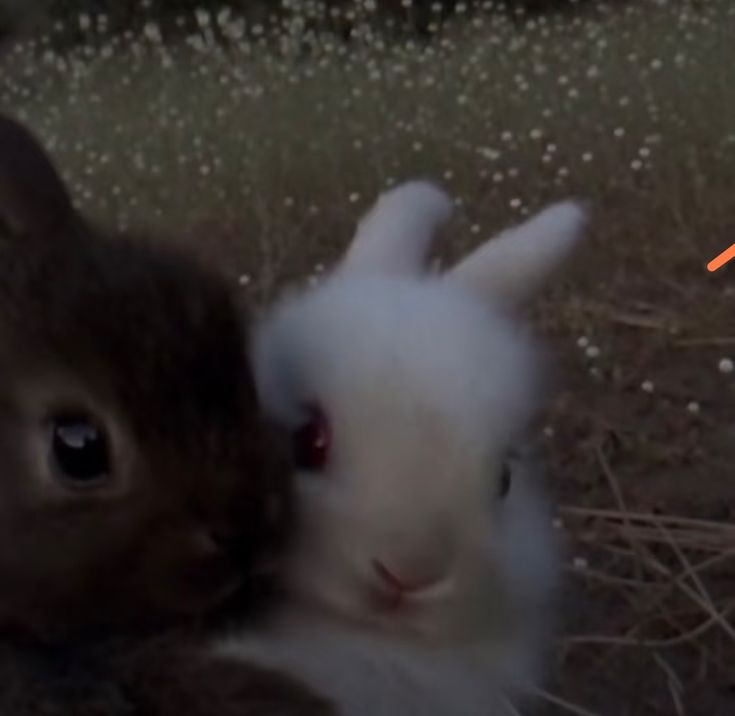 🍎 ✧･ﾟ: *✧･ﾟ🍏 tweet media