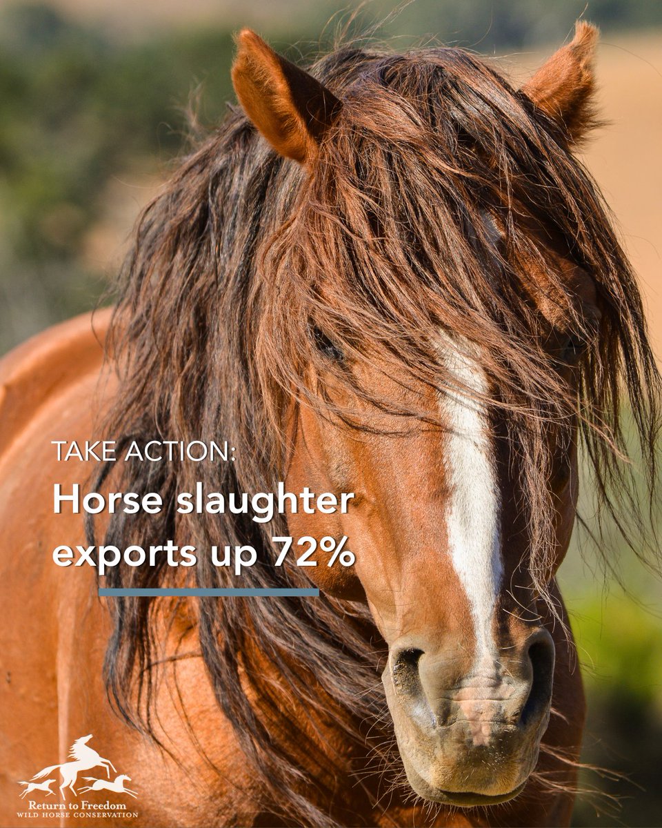 ReturnToFreedom's tweet image. 4,188 #horses were exported to Mexico or Canada in January and February. That compares to 2,344 during the same period in 2025. 

Until Congress acts, the slaughter pipeline will remain open for business. Take action ⬇️