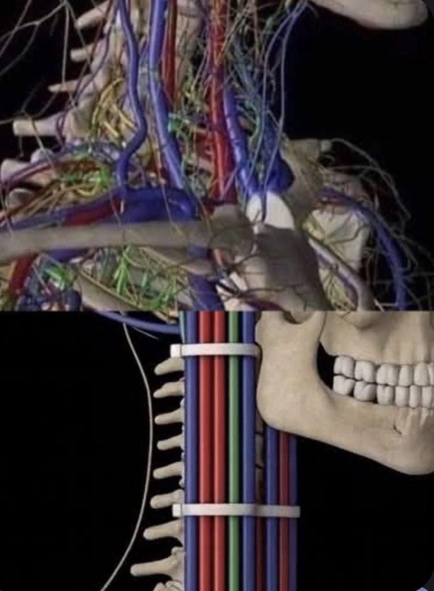 Seamus (FreedomToons) tweet media