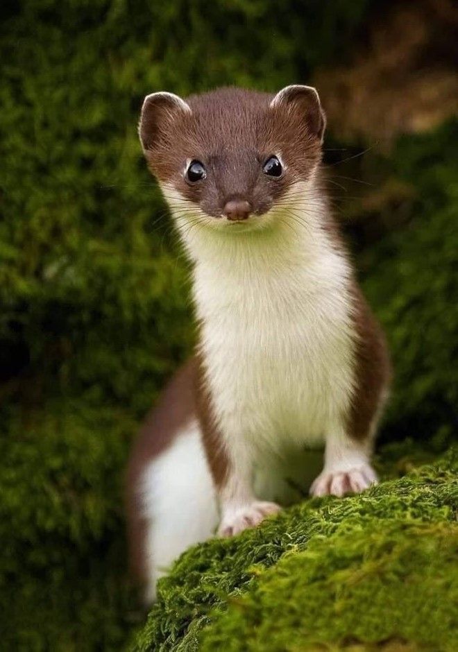 hawa ❤︎ tweet media