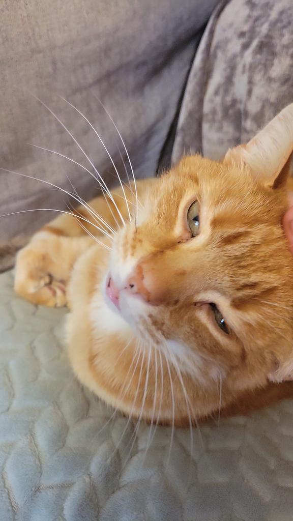 ✩ 𝚎𝚗𝚐𝚕𝚊𝚗𝚍'𝚜 𝚕𝚘𝚟𝚎𝚛 ⁀➴ tweet media