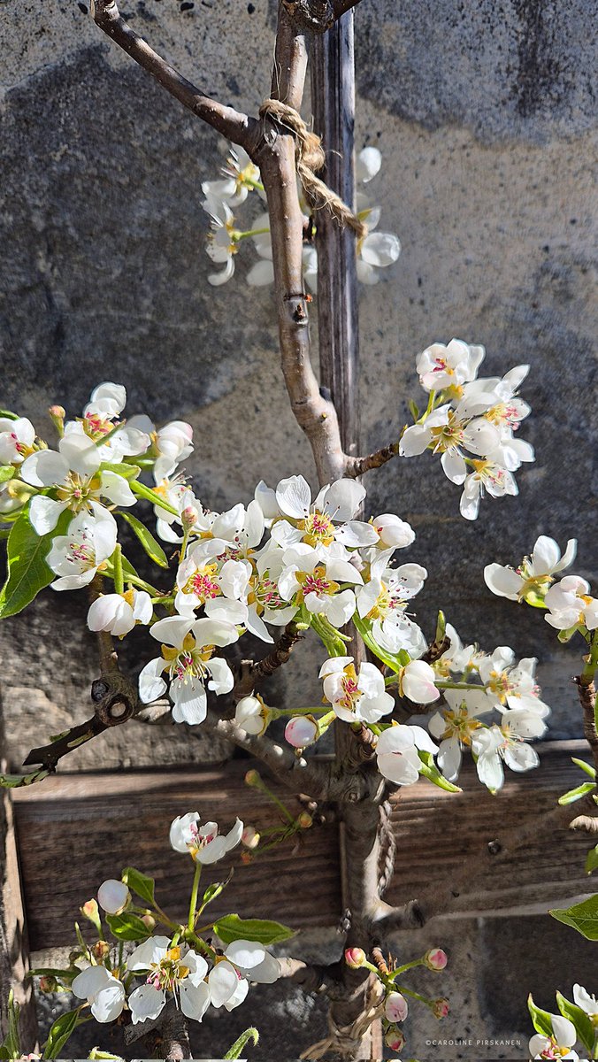 Caroline Pirskanen tweet media