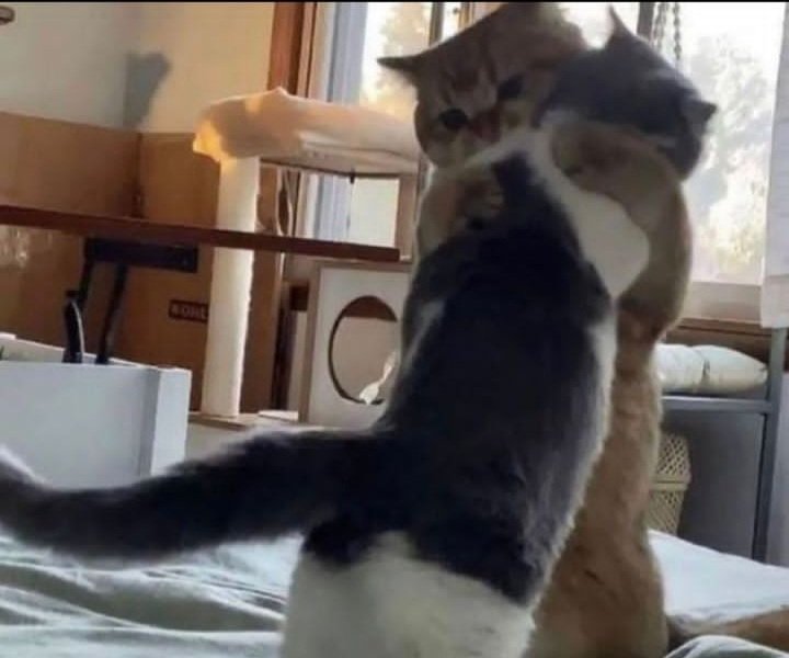 Rice-Man tweet media