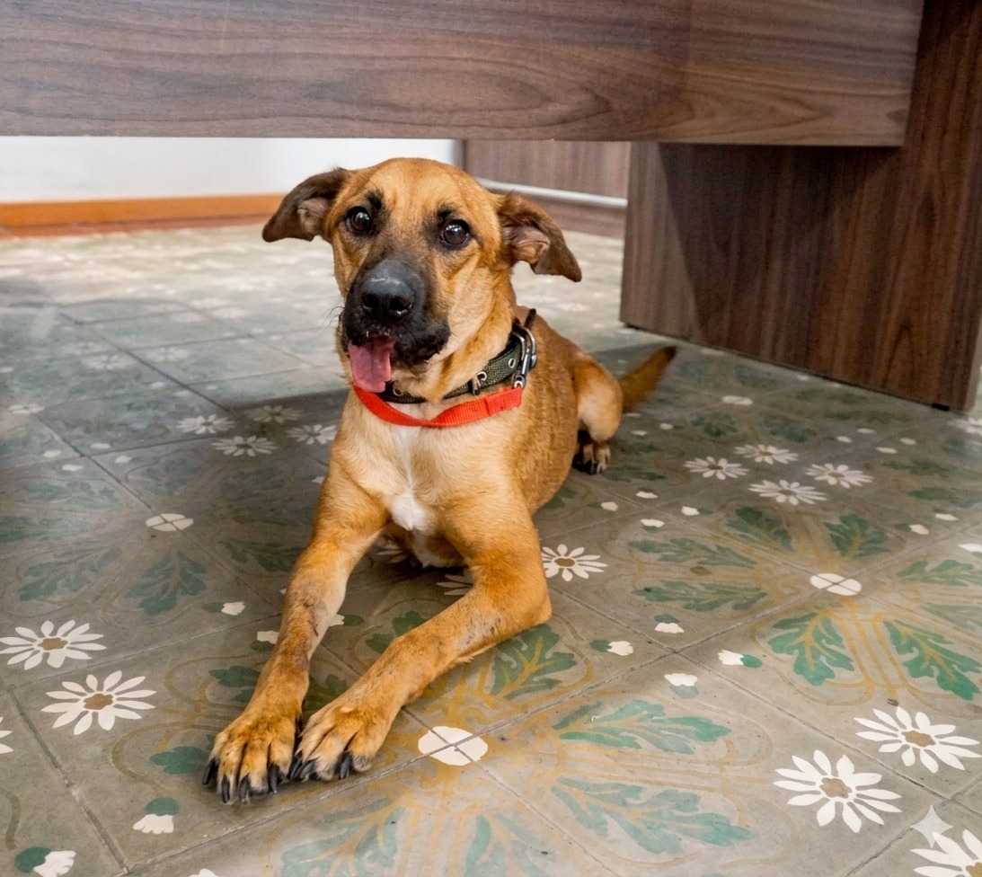 Dirección Nacional de Defensa Animal tweet media