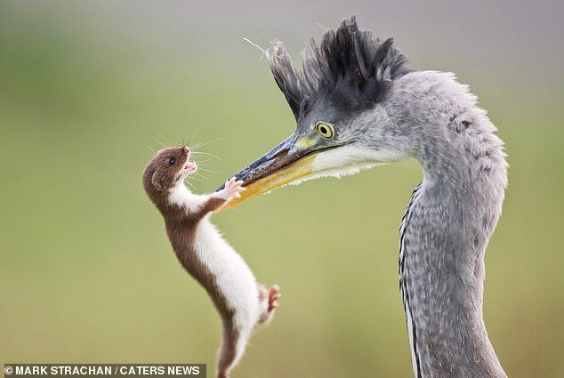 hawa ï๑ tweet media