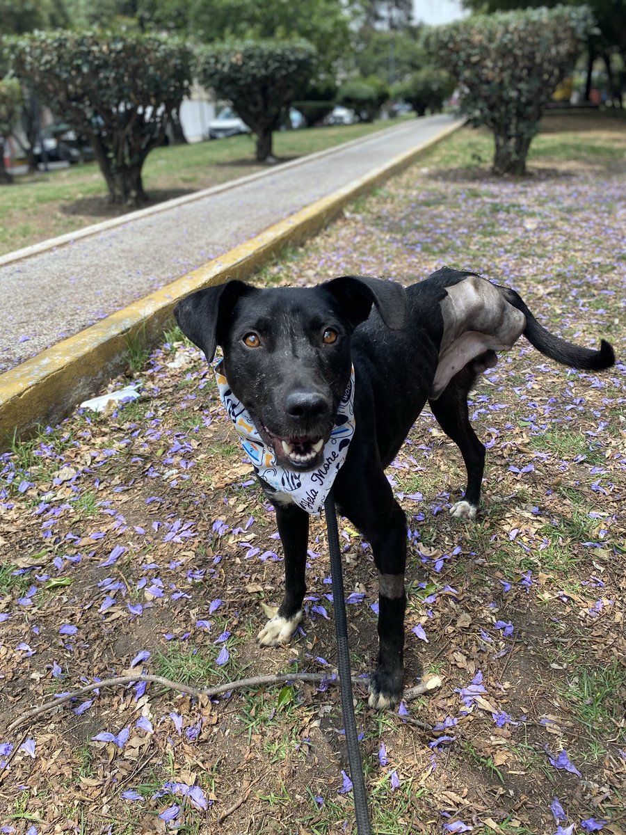 También vino Quique,le debíamos un paseo y además vino a sesión de fotos.

Él siempre está sonriendo. 😊 
Quizás vaya a la feria de adopción el domingo.❤️