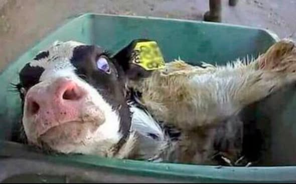 Ellie CG tweet media